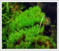 /album/photo-gallery-products/tortula-ruralis-star-moss-jpg/